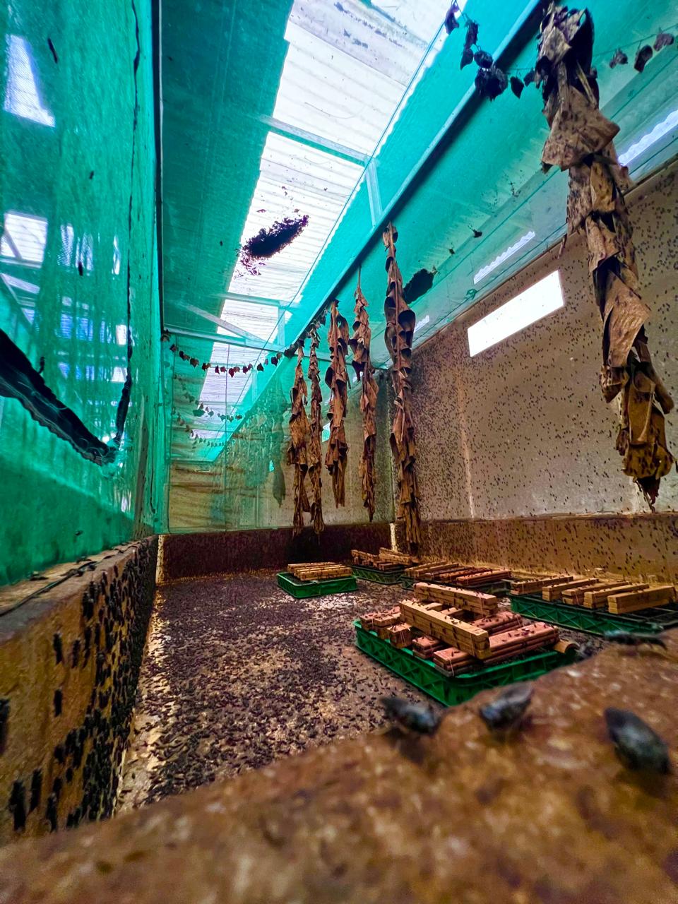 Area kandang dan pembesaran larva